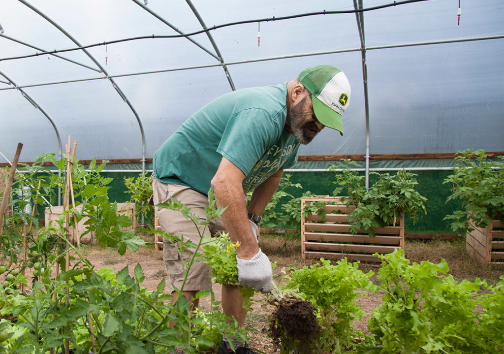 Volunteer collecting vegetables in community garden