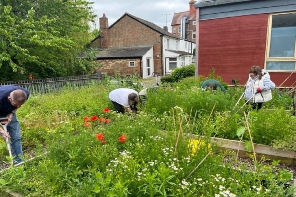 People gardening in community garden
