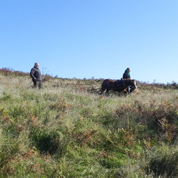 Pony Power Programme: Harnessing Native Pony Power for Local Land Management